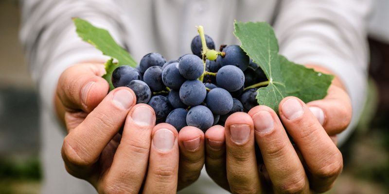 Grapes harvest in autumn Grapes harvest. Farmers hands with freshly harvested black grapes.